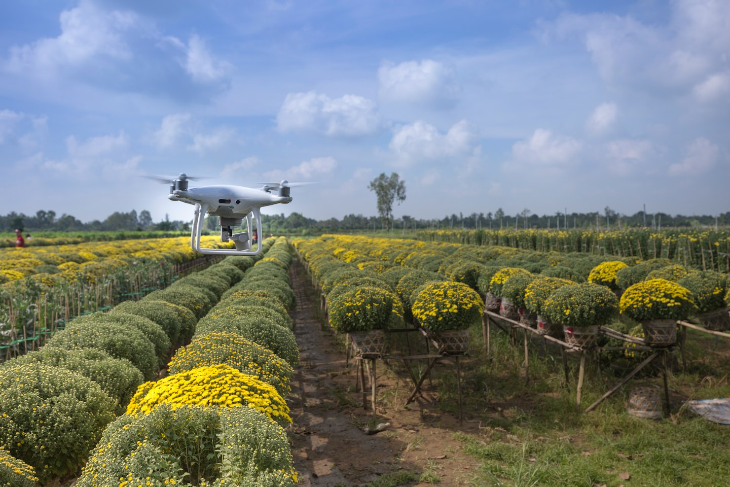 Un drone si libra sopra file di fiori gialli in un campo.