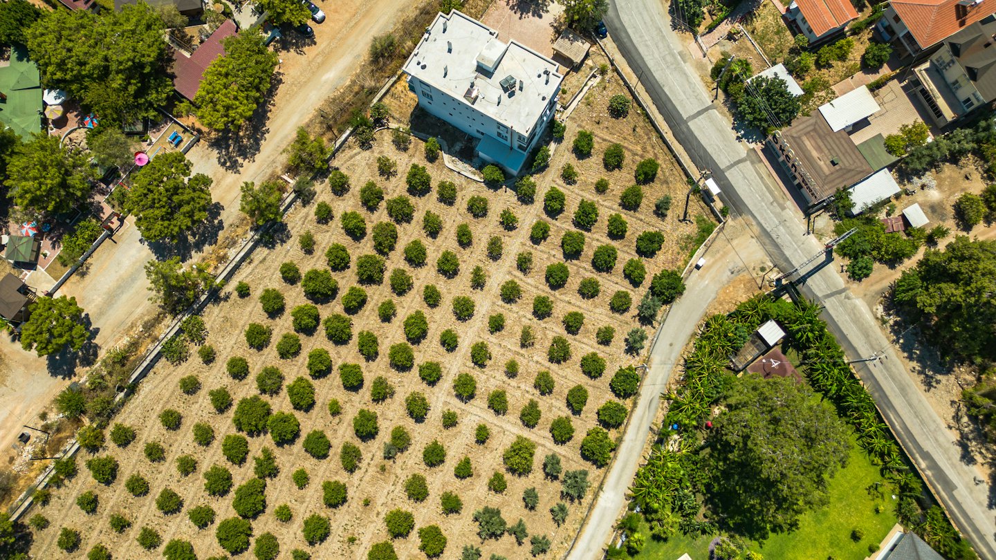 File di alberi in un frutteto accanto a un edificio.